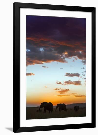 Kenya, Narok County, Masai Mara. Elephants Silhouetted Against a Beautiful Sky at Sunset.-Nigel Pavitt-Framed Photographic Print