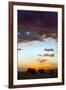 Kenya, Narok County, Masai Mara. Elephants Silhouetted Against a Beautiful Sky at Sunset.-Nigel Pavitt-Framed Photographic Print