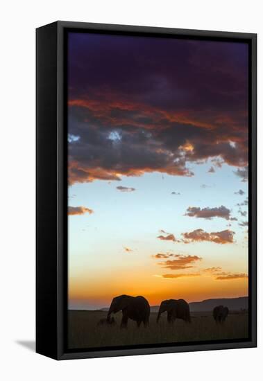 Kenya, Narok County, Masai Mara. Elephants Silhouetted Against a Beautiful Sky at Sunset.-Nigel Pavitt-Framed Stretched Canvas