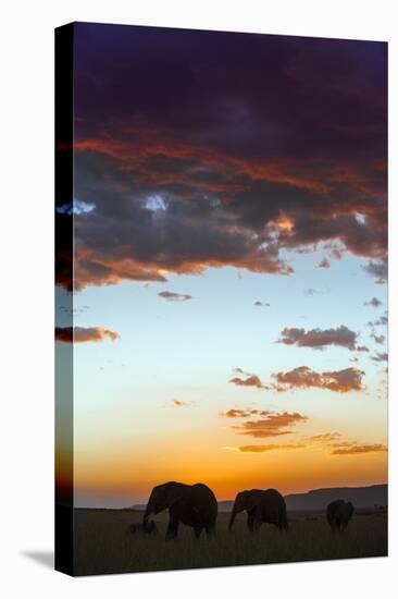 Kenya, Narok County, Masai Mara. Elephants Silhouetted Against a Beautiful Sky at Sunset.-Nigel Pavitt-Stretched Canvas