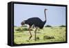 Kenya, Narok County, Masai Mara National Reserve. a Common Ostrich Strides across Open Plains.-Nigel Pavitt-Framed Stretched Canvas