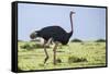 Kenya, Narok County, Masai Mara National Reserve. a Common Ostrich Strides across Open Plains.-Nigel Pavitt-Framed Stretched Canvas