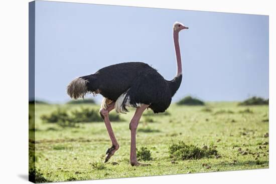 Kenya, Narok County, Masai Mara National Reserve. a Common Ostrich Strides across Open Plains.-Nigel Pavitt-Stretched Canvas