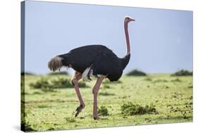 Kenya, Narok County, Masai Mara National Reserve. a Common Ostrich Strides across Open Plains.-Nigel Pavitt-Stretched Canvas