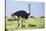 Kenya, Narok County, Masai Mara National Reserve. a Common Ostrich Strides across Open Plains.-Nigel Pavitt-Stretched Canvas