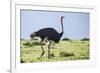 Kenya, Narok County, Masai Mara National Reserve. a Common Ostrich Strides across Open Plains.-Nigel Pavitt-Framed Photographic Print