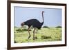 Kenya, Narok County, Masai Mara National Reserve. a Common Ostrich Strides across Open Plains.-Nigel Pavitt-Framed Photographic Print