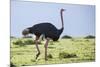 Kenya, Narok County, Masai Mara National Reserve. a Common Ostrich Strides across Open Plains.-Nigel Pavitt-Mounted Photographic Print