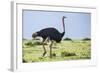 Kenya, Narok County, Masai Mara National Reserve. a Common Ostrich Strides across Open Plains.-Nigel Pavitt-Framed Photographic Print