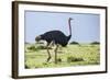 Kenya, Narok County, Masai Mara National Reserve. a Common Ostrich Strides across Open Plains.-Nigel Pavitt-Framed Photographic Print