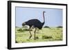 Kenya, Narok County, Masai Mara National Reserve. a Common Ostrich Strides across Open Plains.-Nigel Pavitt-Framed Photographic Print