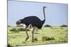 Kenya, Narok County, Masai Mara National Reserve. a Common Ostrich Strides across Open Plains.-Nigel Pavitt-Mounted Photographic Print