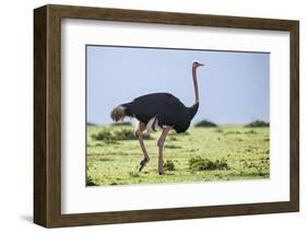 Kenya, Narok County, Masai Mara National Reserve. a Common Ostrich Strides across Open Plains.-Nigel Pavitt-Framed Photographic Print