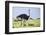 Kenya, Narok County, Masai Mara National Reserve. a Common Ostrich Strides across Open Plains.-Nigel Pavitt-Framed Photographic Print