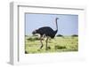 Kenya, Narok County, Masai Mara National Reserve. a Common Ostrich Strides across Open Plains.-Nigel Pavitt-Framed Photographic Print