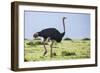 Kenya, Narok County, Masai Mara National Reserve. a Common Ostrich Strides across Open Plains.-Nigel Pavitt-Framed Photographic Print