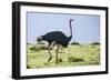 Kenya, Narok County, Masai Mara National Reserve. a Common Ostrich Strides across Open Plains.-Nigel Pavitt-Framed Photographic Print