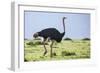 Kenya, Narok County, Masai Mara National Reserve. a Common Ostrich Strides across Open Plains.-Nigel Pavitt-Framed Photographic Print