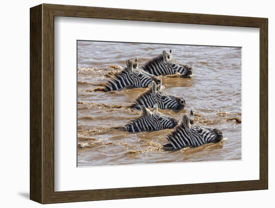 Kenya, Narok County, Masai Mara National Reserve. Zebras Swim across the Mara River.-Nigel Pavitt-Framed Photographic Print