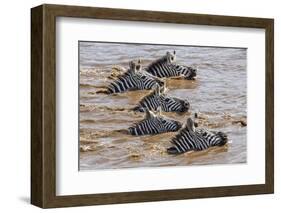 Kenya, Narok County, Masai Mara National Reserve. Zebras Swim across the Mara River.-Nigel Pavitt-Framed Photographic Print