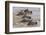 Kenya, Narok County, Masai Mara National Reserve. Zebras Swim across the Mara River.-Nigel Pavitt-Framed Photographic Print