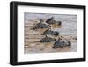 Kenya, Narok County, Masai Mara National Reserve. Zebras Swim across the Mara River.-Nigel Pavitt-Framed Photographic Print