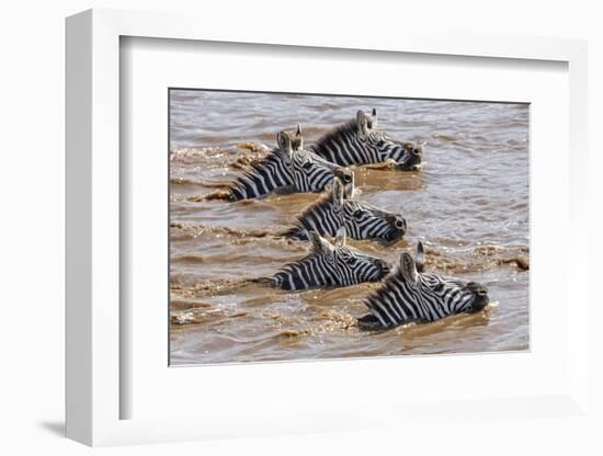 Kenya, Narok County, Masai Mara National Reserve. Zebras Swim across the Mara River.-Nigel Pavitt-Framed Photographic Print