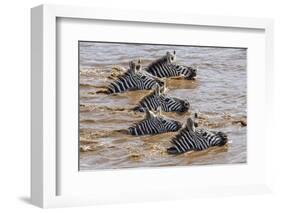 Kenya, Narok County, Masai Mara National Reserve. Zebras Swim across the Mara River.-Nigel Pavitt-Framed Photographic Print