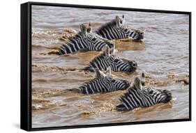 Kenya, Narok County, Masai Mara National Reserve. Zebras Swim across the Mara River.-Nigel Pavitt-Framed Stretched Canvas