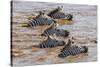 Kenya, Narok County, Masai Mara National Reserve. Zebras Swim across the Mara River.-Nigel Pavitt-Stretched Canvas