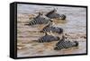 Kenya, Narok County, Masai Mara National Reserve. Zebras Swim across the Mara River.-Nigel Pavitt-Framed Stretched Canvas