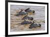 Kenya, Narok County, Masai Mara National Reserve. Zebras Swim across the Mara River.-Nigel Pavitt-Framed Photographic Print