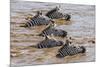 Kenya, Narok County, Masai Mara National Reserve. Zebras Swim across the Mara River.-Nigel Pavitt-Mounted Photographic Print