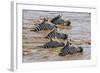 Kenya, Narok County, Masai Mara National Reserve. Zebras Swim across the Mara River.-Nigel Pavitt-Framed Photographic Print