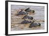 Kenya, Narok County, Masai Mara National Reserve. Zebras Swim across the Mara River.-Nigel Pavitt-Framed Photographic Print