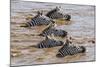 Kenya, Narok County, Masai Mara National Reserve. Zebras Swim across the Mara River.-Nigel Pavitt-Mounted Photographic Print