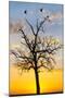 Kenya, Narok County, Masai Mara. Sunrise over Masai Mara.-Nigel Pavitt-Mounted Photographic Print