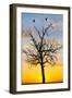 Kenya, Narok County, Masai Mara. Sunrise over Masai Mara.-Nigel Pavitt-Framed Photographic Print