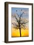 Kenya, Narok County, Masai Mara. Sunrise over Masai Mara.-Nigel Pavitt-Framed Photographic Print