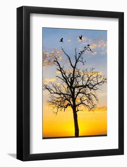 Kenya, Narok County, Masai Mara. Sunrise over Masai Mara.-Nigel Pavitt-Framed Photographic Print