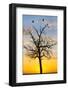 Kenya, Narok County, Masai Mara. Sunrise over Masai Mara.-Nigel Pavitt-Framed Photographic Print