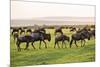 Kenya, Narok County-Nigel Pavitt-Mounted Photographic Print