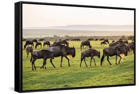 Kenya, Narok County-Nigel Pavitt-Framed Stretched Canvas