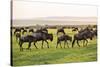 Kenya, Narok County-Nigel Pavitt-Stretched Canvas