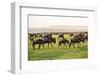 Kenya, Narok County-Nigel Pavitt-Framed Photographic Print