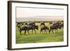 Kenya, Narok County-Nigel Pavitt-Framed Photographic Print