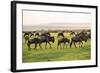 Kenya, Narok County-Nigel Pavitt-Framed Photographic Print