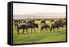 Kenya, Narok County-Nigel Pavitt-Framed Stretched Canvas