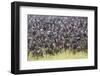 Kenya, Narok County-Nigel Pavitt-Framed Photographic Print