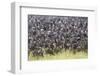 Kenya, Narok County-Nigel Pavitt-Framed Photographic Print